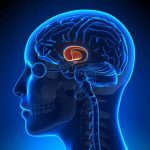 Image représentant le cerveau émotionnel